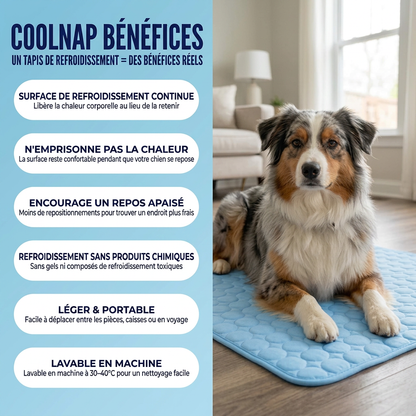 Le tapis qui reste frais — même après des heures sous votre chien.